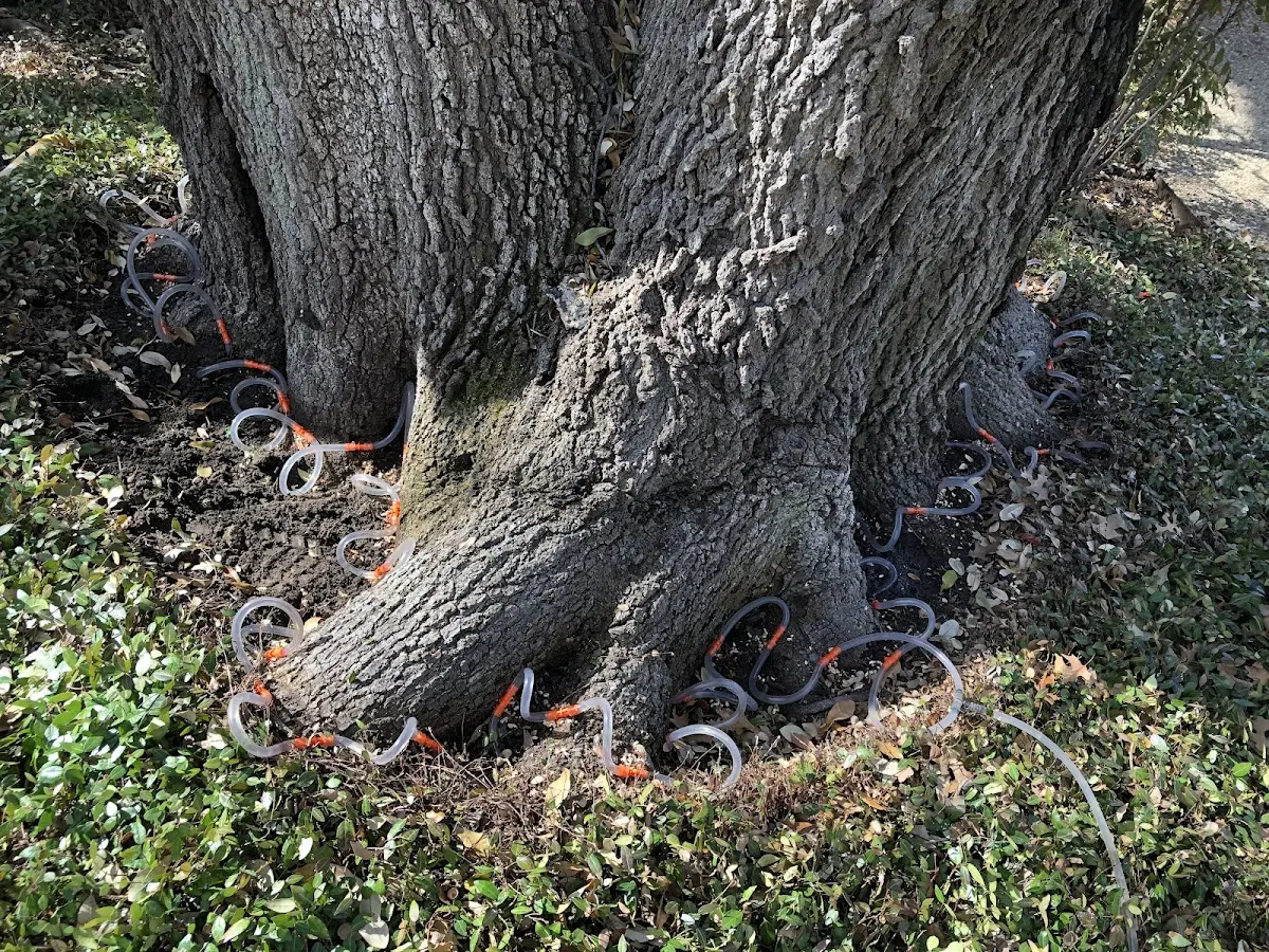 Detailed Tree Cabling and Bracing job site in Roans Prairie