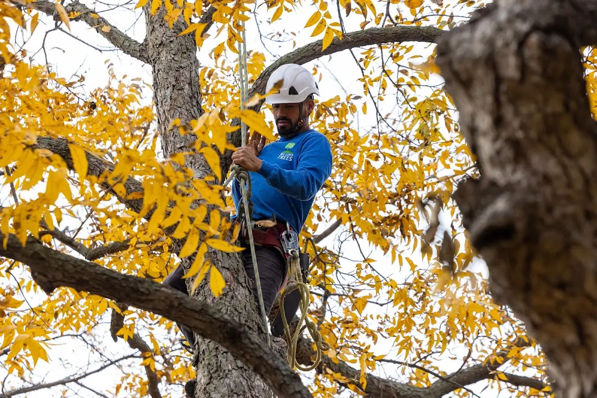 Skilled Tree Pruning crew working in Roans Prairie