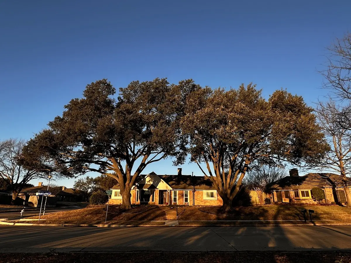 Established residential canopy tree shading a home in Roans Prairie